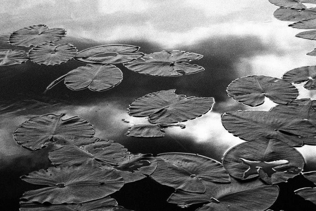 041 Lily Pads 1