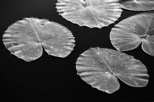 041a Lily Pads 2