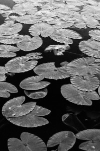 041d Lily Pads 5